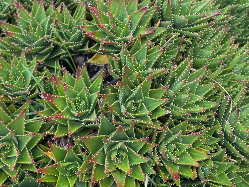 Aloe Aristata - Aristaloe aristata