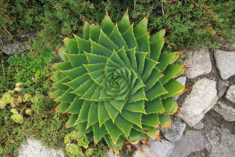 Aloe Polyphylla - Aloe polyphylla