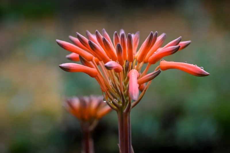 Aloe Striata - Aloe striata