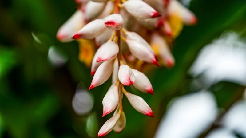 Alpinia Zerumbet - Alpinia zerumbet