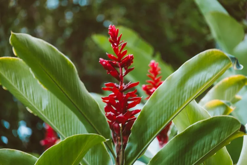 Alpinia - Alpinia purpurata