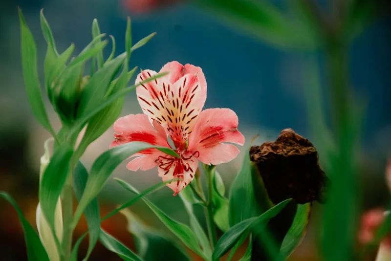 Alstroemeria Tessa - Alstroemeria 'Tessa'