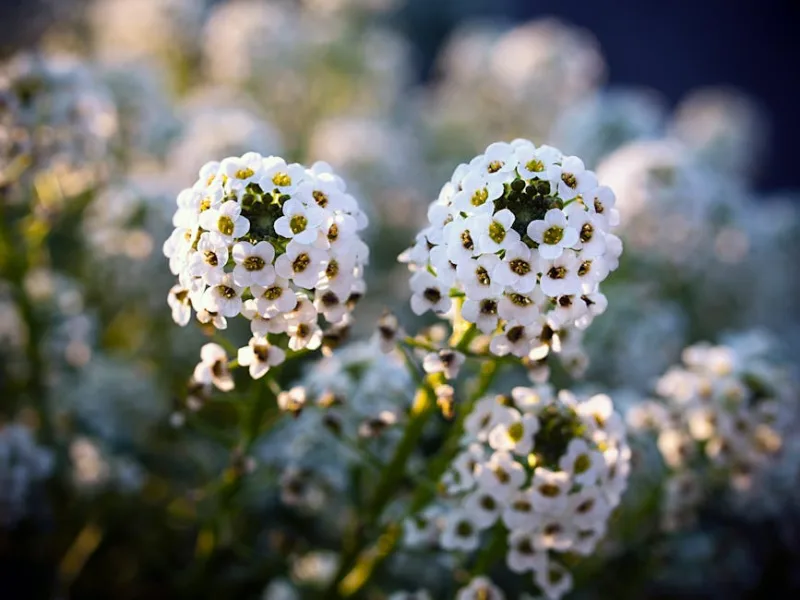 Alyssum Montano - Alyssum montanum