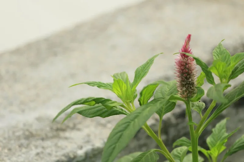 Amaranto Coda di Volpe - Amaranthus caudatus