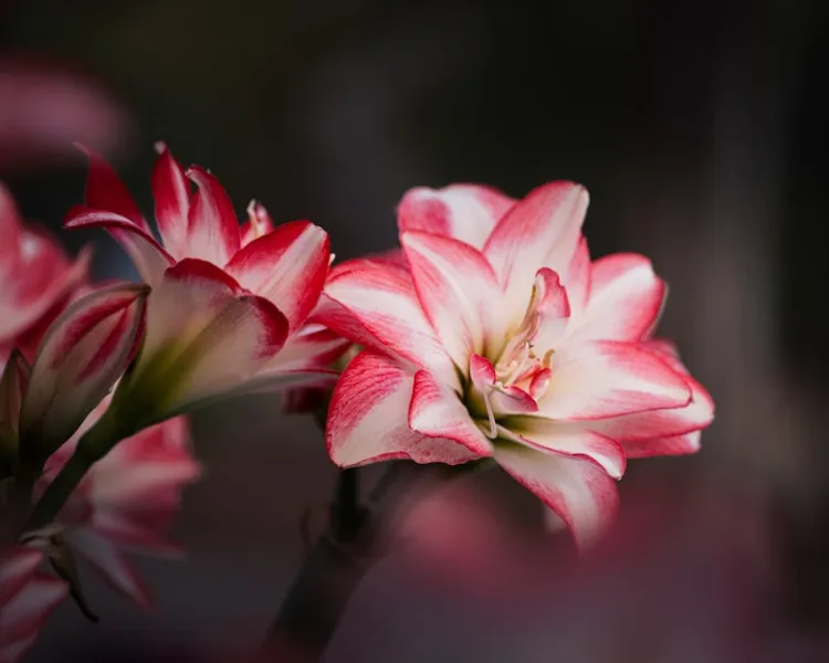 Amaryllis Belladonna - Amaryllis belladonna