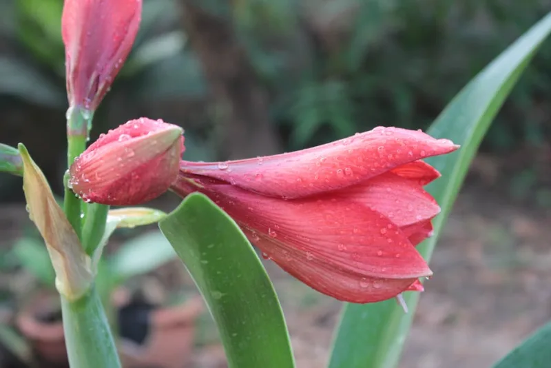 Amaryllis - Hippeastrum spp.