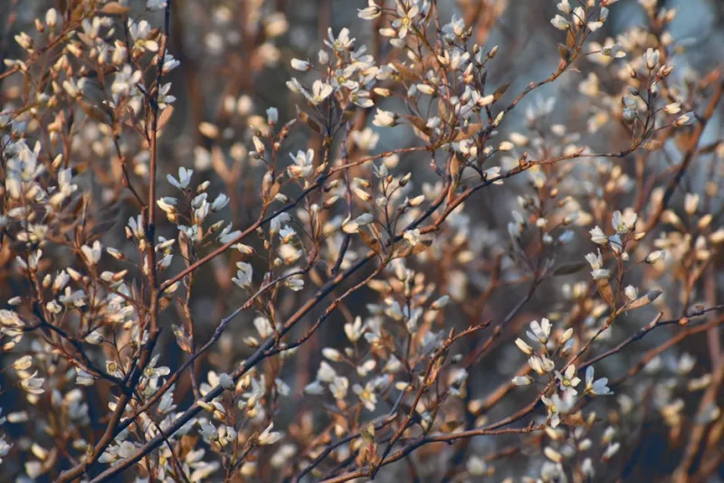 Amelanchier Lamarckii - Amelanchier lamarckii