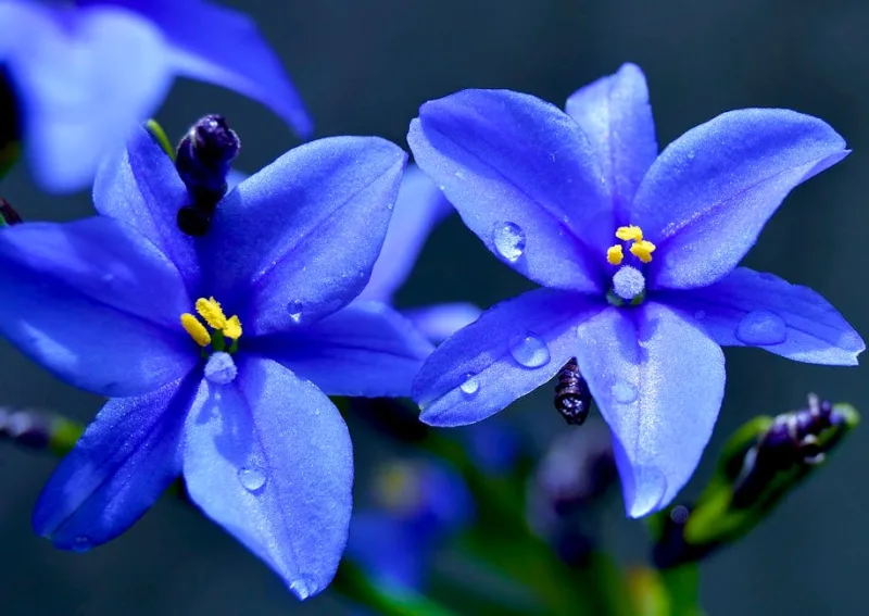 Amsonia - Amsonia tabernaemontana