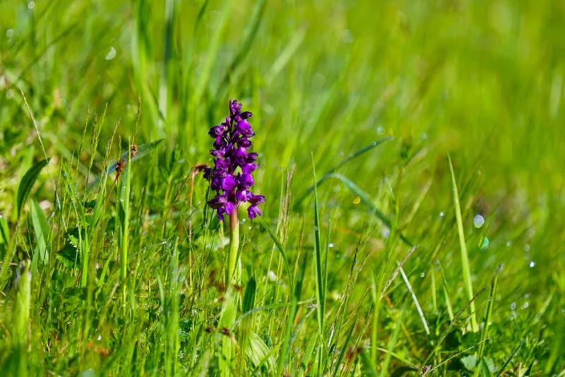 Anacamptis Pyramidalis - Anacamptis pyramidalis
