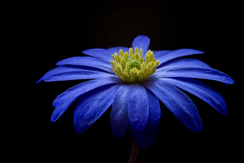 Anemone Blanda - Anemone blanda