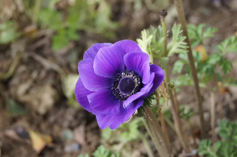 Anemone Bride - Anemone coronaria 'The Bride'
