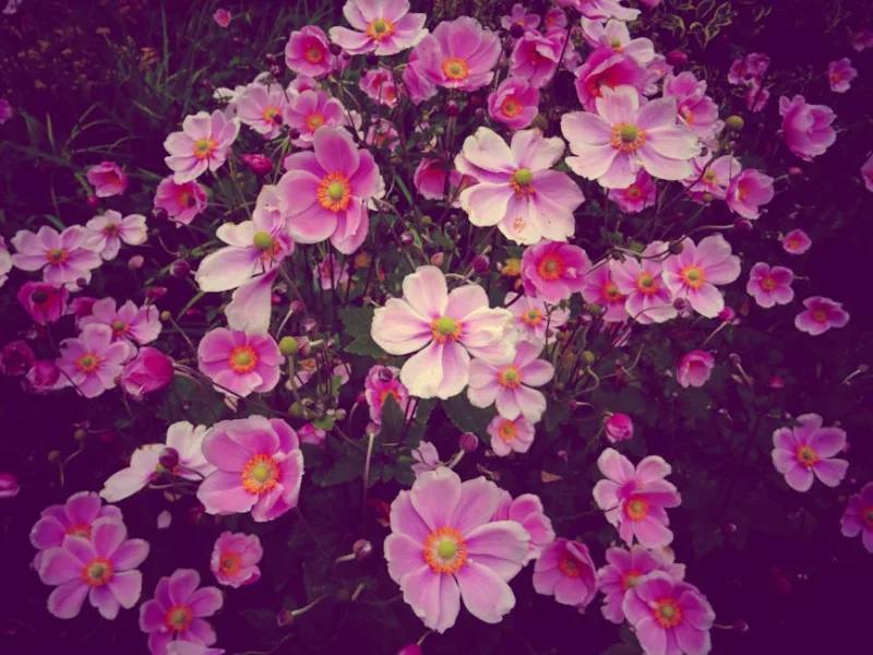 Anemone Giapponese - Anemone × hybrida