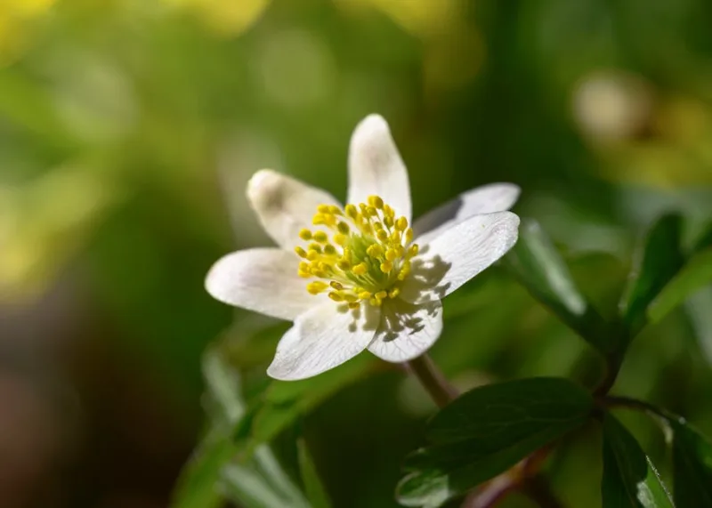 Anemone Nemorosa - Anemone nemorosa