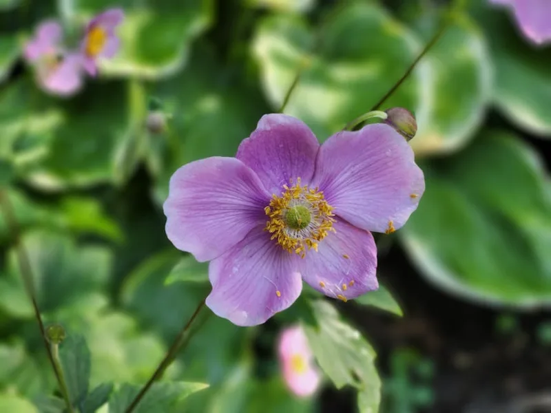Anemone Robustissima - Anemone tomentosa 'Robustissima'