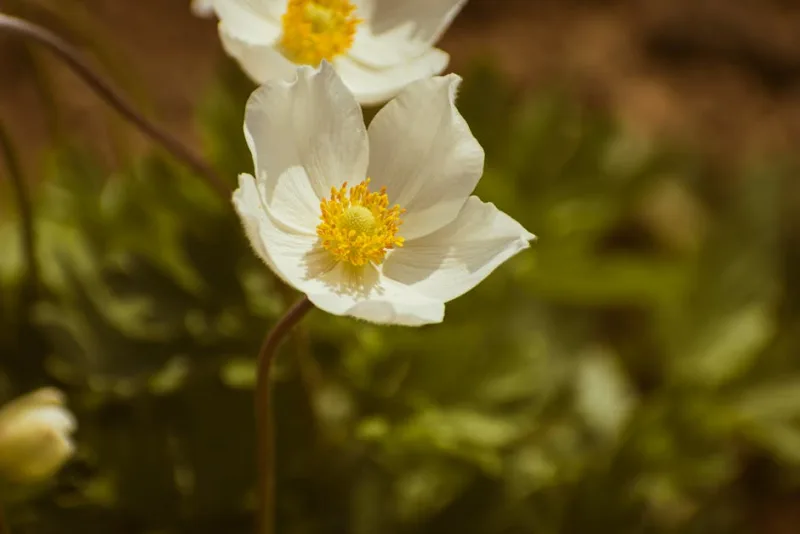 Anemone Sylvestris - Anemone sylvestris