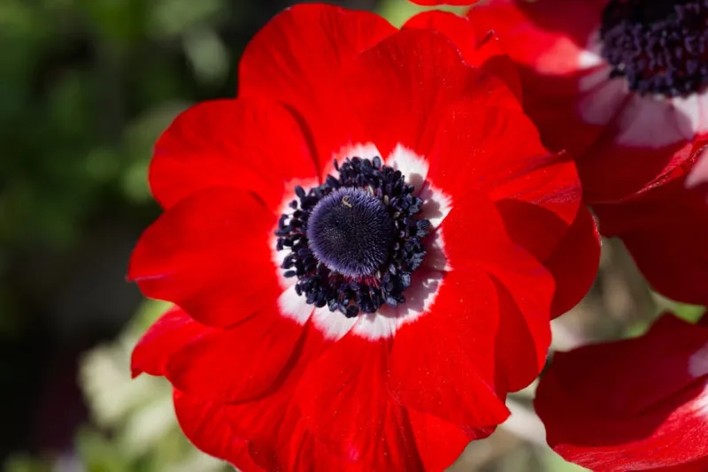 Anemone Wild Swan - Anemone 'Wild Swan'