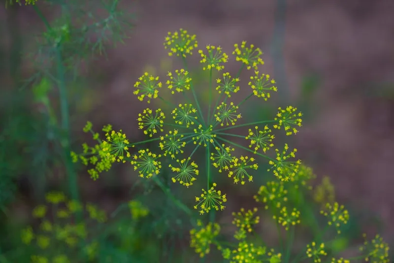 Aneto - Anethum graveolens