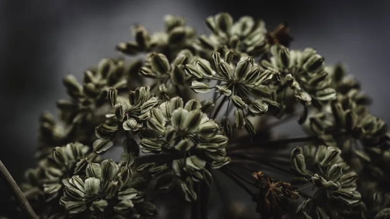 Angelica - Angelica archangelica