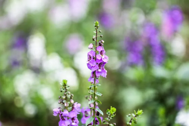 Angelonia Serena - Angelonia angustifolia 'Serena'