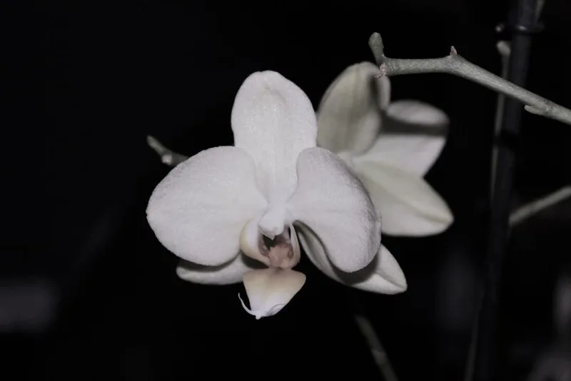 Angraecum Sesquipedale - Angraecum sesquipedale