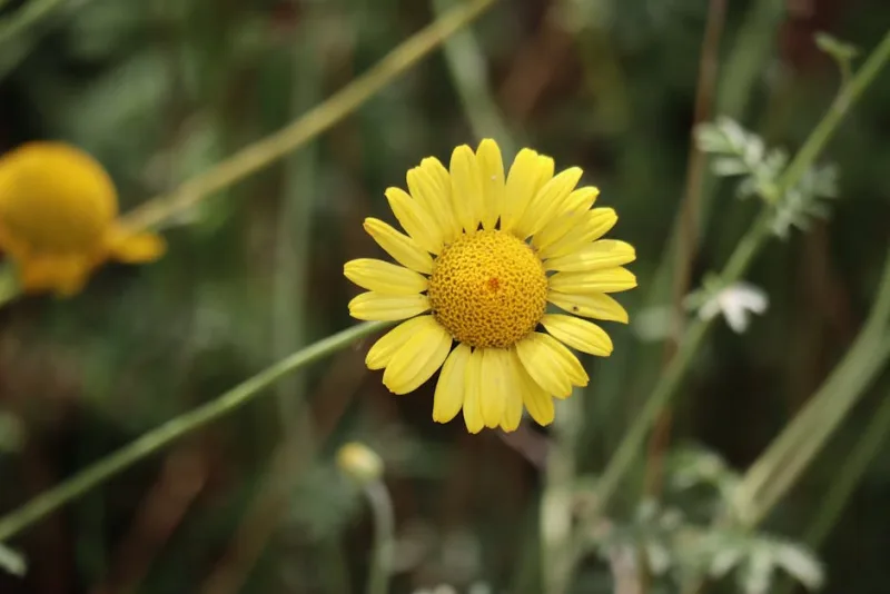 Anthemis - Anthemis tinctoria