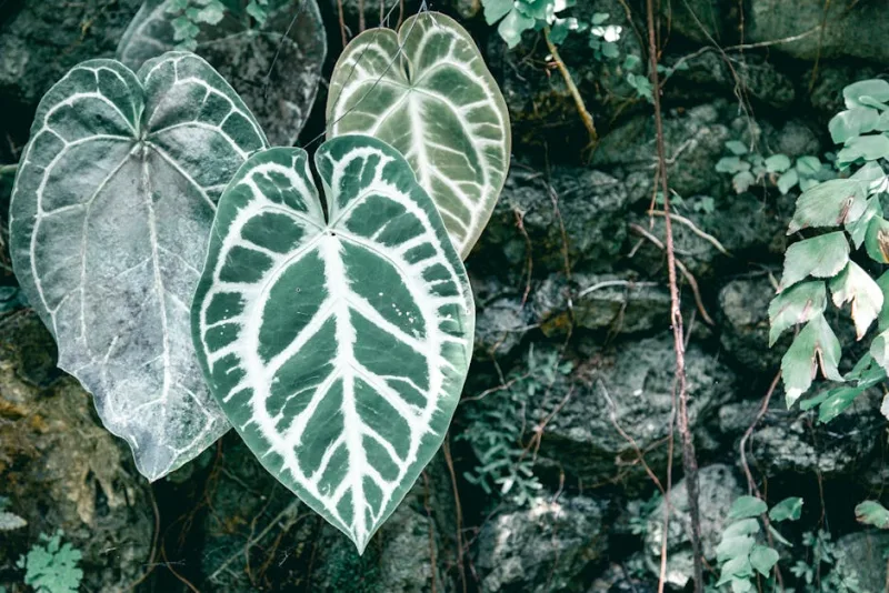 Anthurium Clarinervium - Anthurium clarinervium