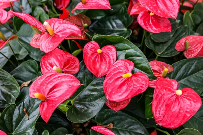 Anthurium - Anthurium andraeanum