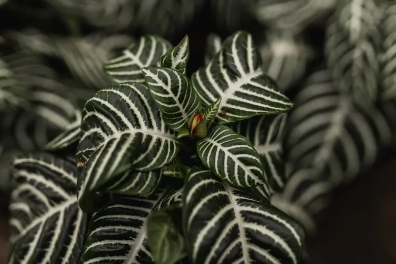Aphelandra Squarrosa - Aphelandra squarrosa