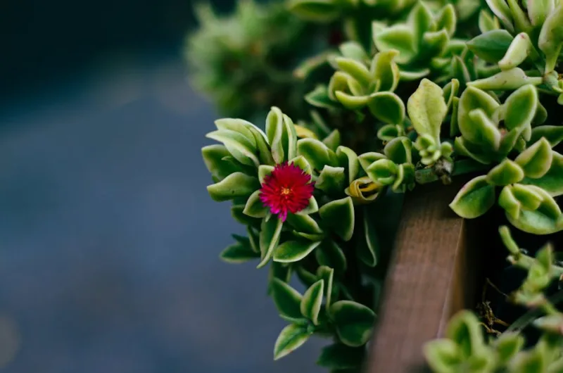 Aptenia Cordifolia - Aptenia cordifolia
