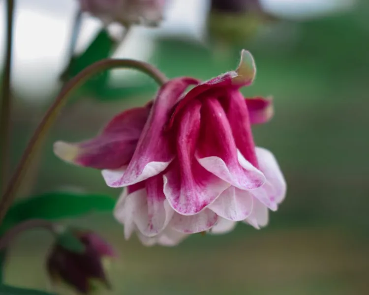 Aquilegia Clementine - Aquilegia vulgaris 'Clementine'