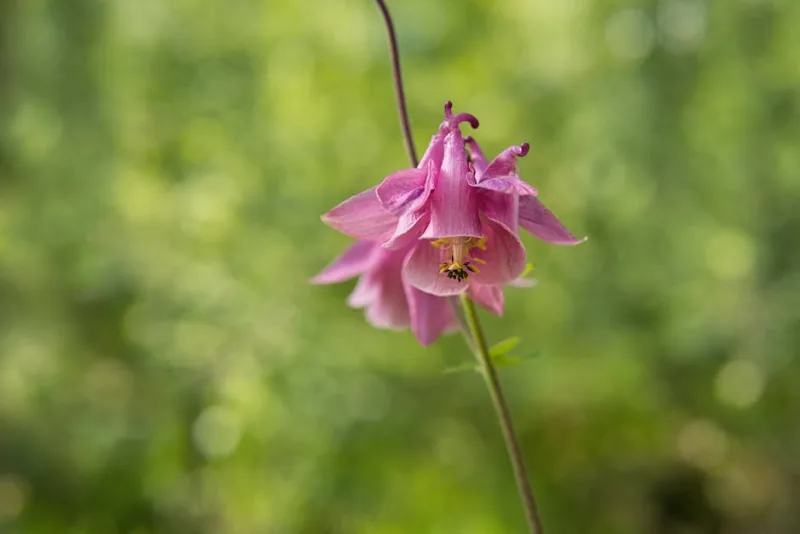Aquilegia Einseleana - Aquilegia einseleana