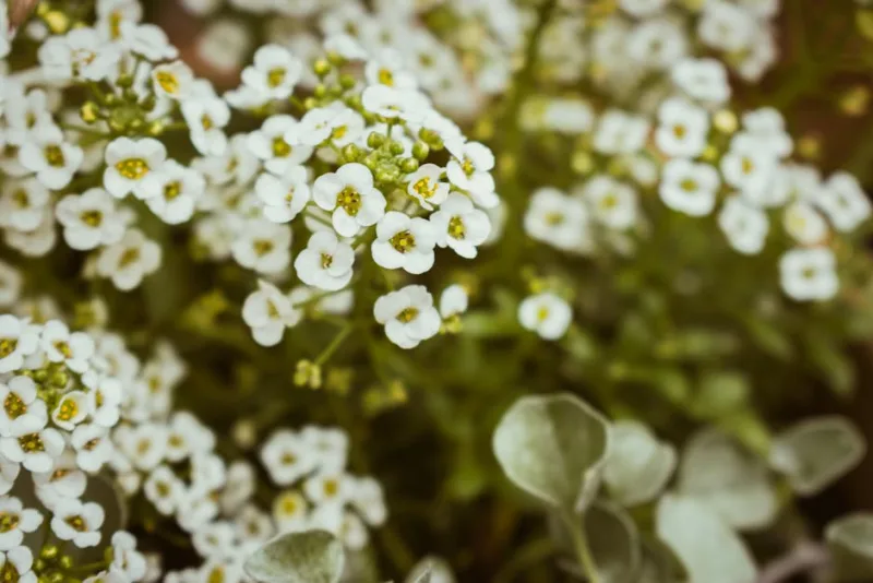 Arabis - Arabis caucasica