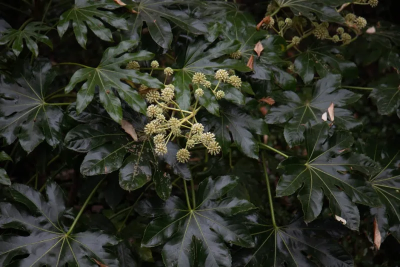 Aralia Elata - Aralia elata