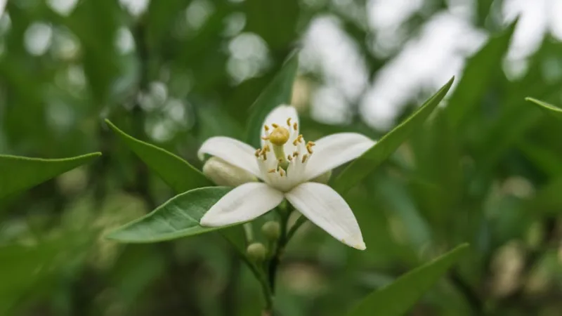 Arancio in Fiore - Citrus sinensis