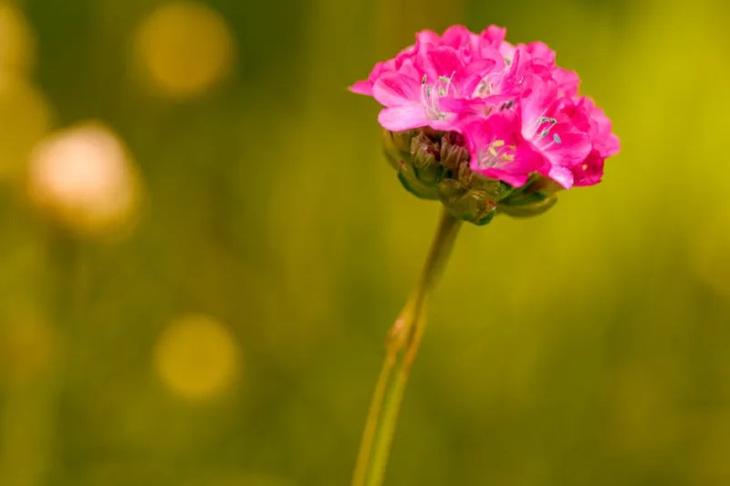 Armeria - Armeria maritima