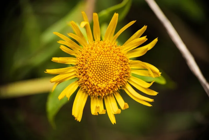 Arnica Montana - Arnica montana