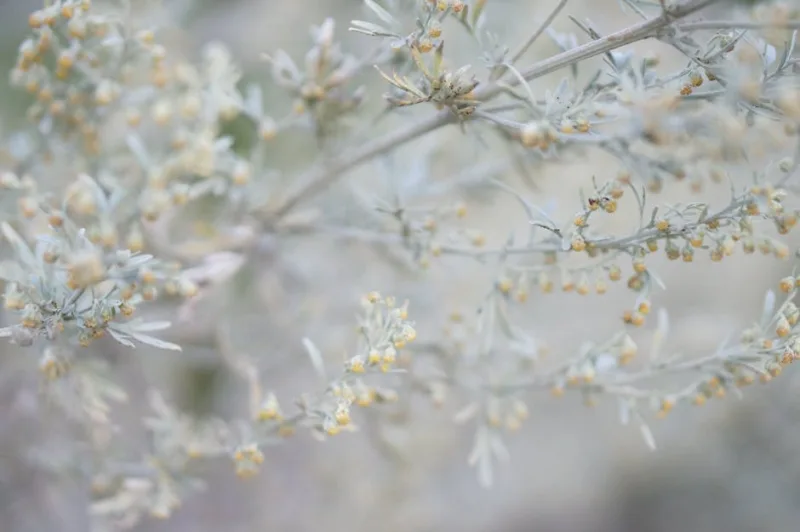 Artemisia Absinthium - Artemisia absinthium