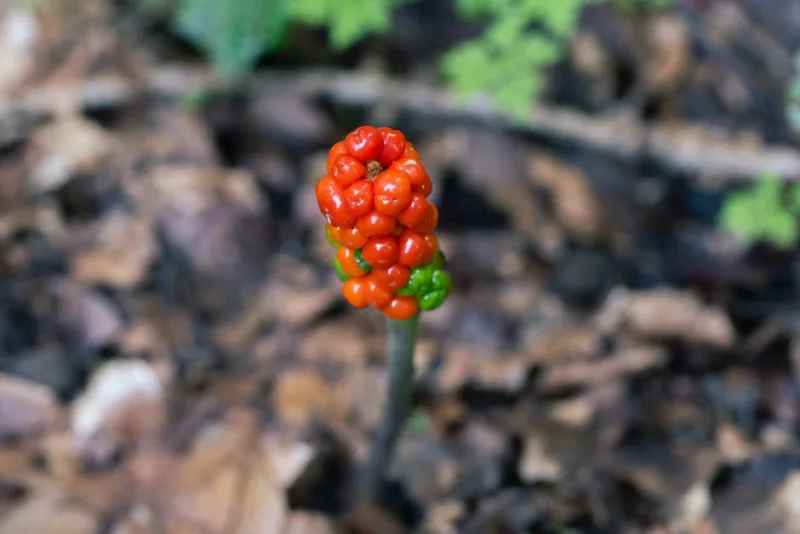 Arum Italicum - Arum italicum