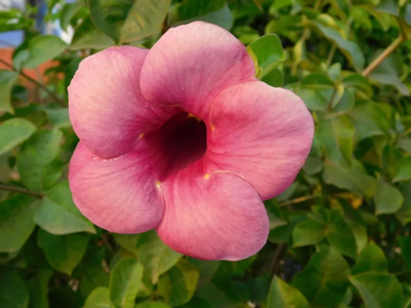 Asarina Scandens - Asarina scandens