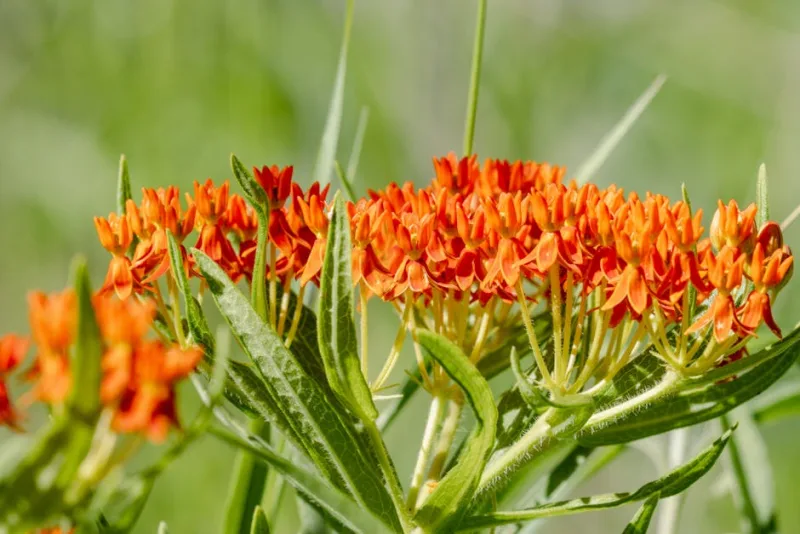 Asclepias - Asclepias tuberosa