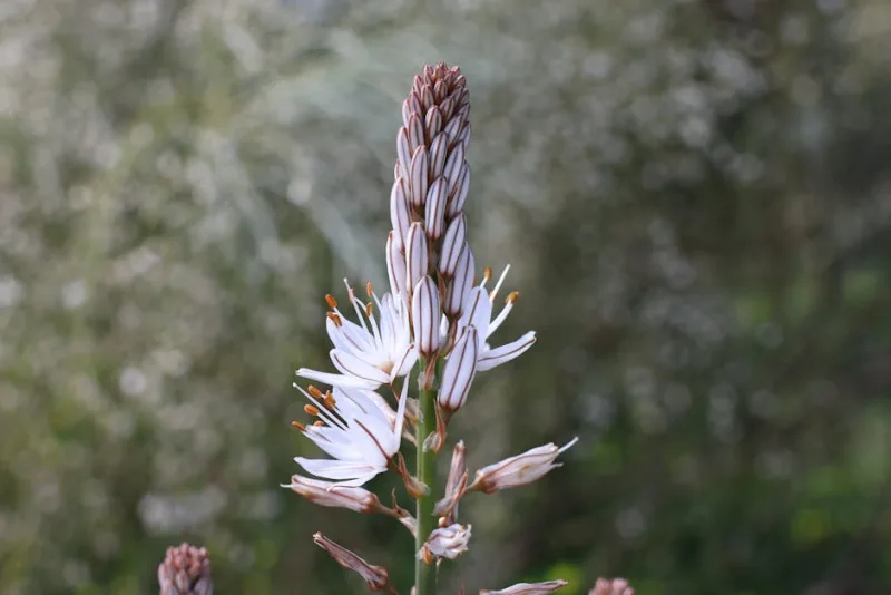 Asfodelo - Asphodelus albus