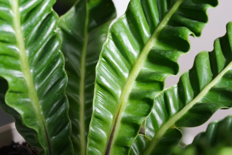 Asplenio Nidus - Asplenium nidus