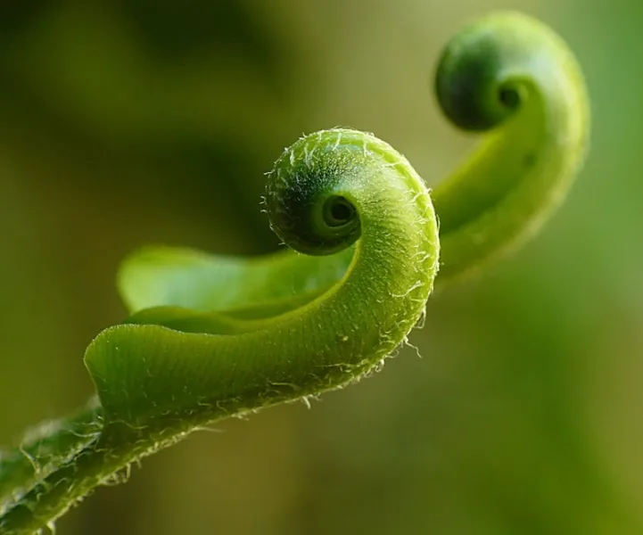 Asplenium Scolopendrium - Asplenium scolopendrium
