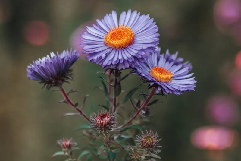 Aster Alpino - Aster alpinus