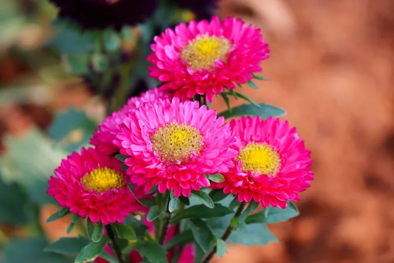 Aster Cinese - Callistephus chinensis