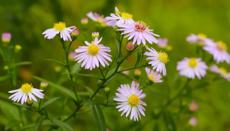 Aster Cordifolius - Aster cordifolius