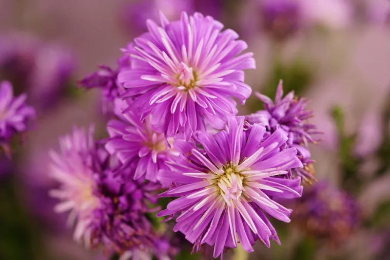 Aster Dumosus - Symphyotrichum dumosum