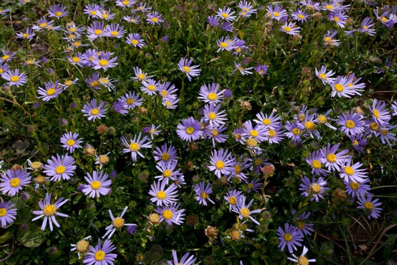 Aster Laevis - Symphyotrichum laeve