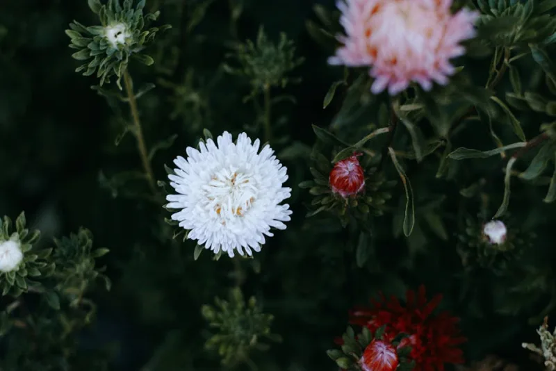 Aster Little Carlow - Aster 'Little Carlow'