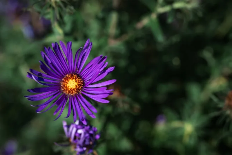 Aster Novae-Angliae - Aster novae-angliae